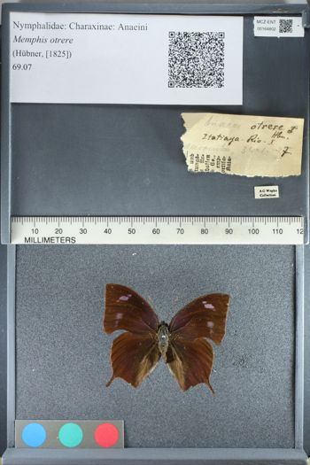 Media type: image;   Entomology 164802